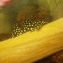 freshwater fish - hypancistrus contradens - pleco catfish (l-201) stocking in 230 gallons tank - Hypancistrus inspector about 2.5"