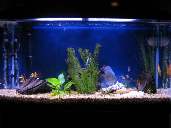 38 gallons freshwater fish tank (mostly fish and non-living decorations) - Discus
My 38 Gallon Aquarium, 3 Discus, 6 Tiger Barbs, 3 Chinese Algae Eaters, one Gold Nugget Pleco, and a Gold Chinese Algae Eater. I'm using a Marineland C-Series Multi Stage Canister Filter C-220, the best fiter out there. I personaly think this filter is better then the Eheim, because it allows no bypass, it forces the water through the filter media trays and not around them, all the other canisters allow 40% to 60%.