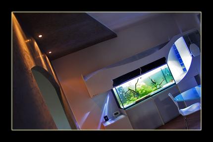 175 gallons planted tank (mostly live plants and fish) - My Tank