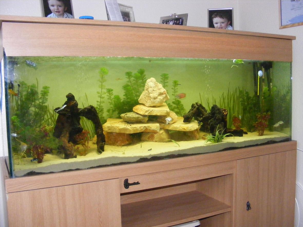 15 gallons freshwater fish tank (mostly fish and non-living decorations) - 5ft Planted community tropical tank. Sand and plant substrate. Live plants. Fish include: Elephant nose x 1 sword tails x3 guppies x2 Angel Fish x 3 Dalmation Mollys x5 Albino Plecks x2 Silver black fin Sharks x 3 Gouramis x 3. Tank running two fluval external pumps a 304 and a 405. two heaters, two air pumps and two 30w tropical lamps