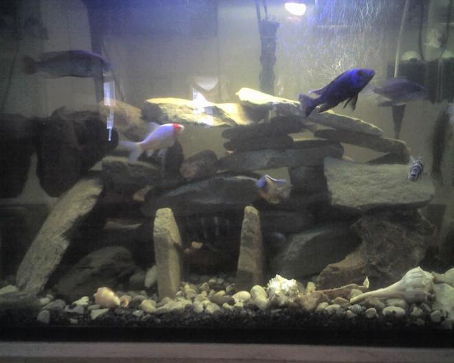 60 gallons freshwater fish tank (mostly fish and non-living decorations) - another view of the new setup