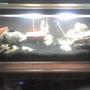 60 gallons freshwater fish tank (mostly fish and non-living decorations) - this is a newly setup tank
