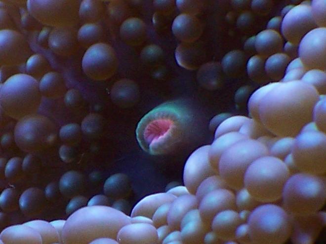 corals inverts - ricordea florida - ricordea mushroom stocking in 38 gallons tank - Ricordea floridia (blue)