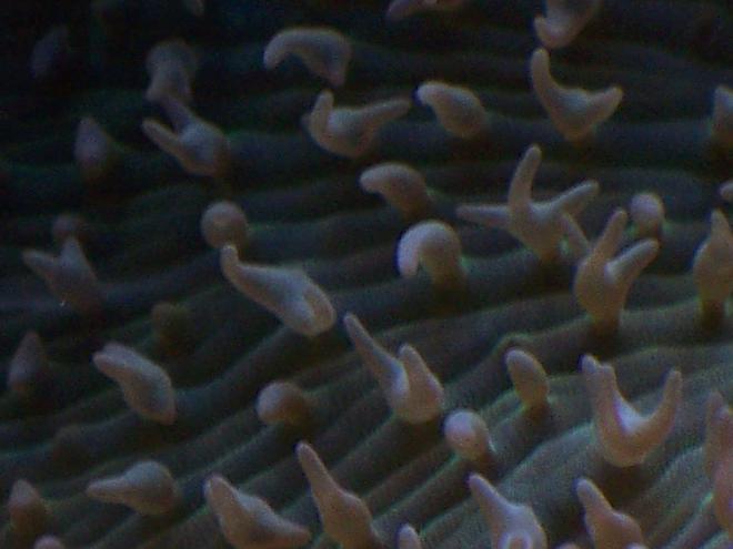 corals inverts - rhodactis indosinensis - hairy mushroom stocking in 38 gallons tank - Green Rhodactis spp.