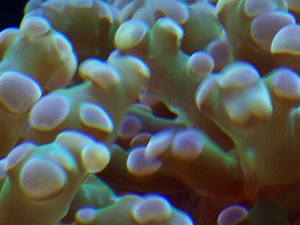 corals inverts - euphyllia paradivisa - frogspawn coral stocking in 38 gallons tank - Euphyilla paradivisa