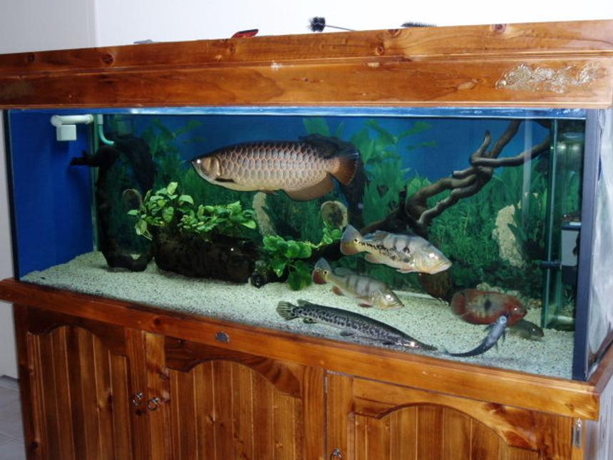 Rated #1312: 250 Gallons Freshwater Fish Tank - My 6x2x2