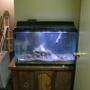 fish tank picture - far view of my small tank ( hopping to get a bigger tank next year)