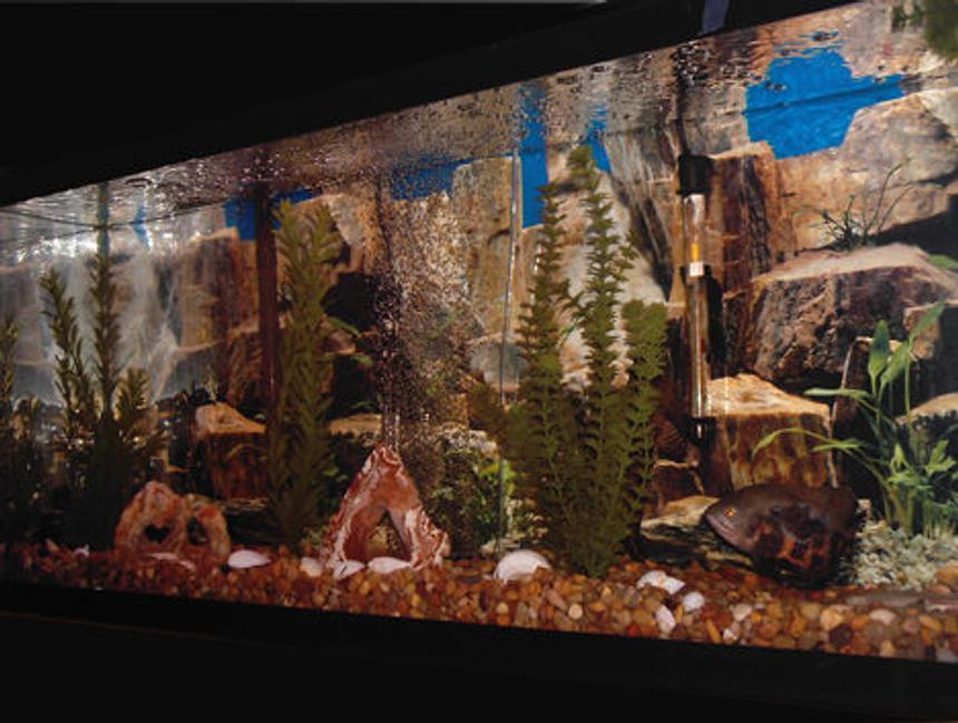 Rated #2110: 75 Gallons Freshwater Fish Tank - This is Lucky ( my recovering Oscar) in her 55 gal tank