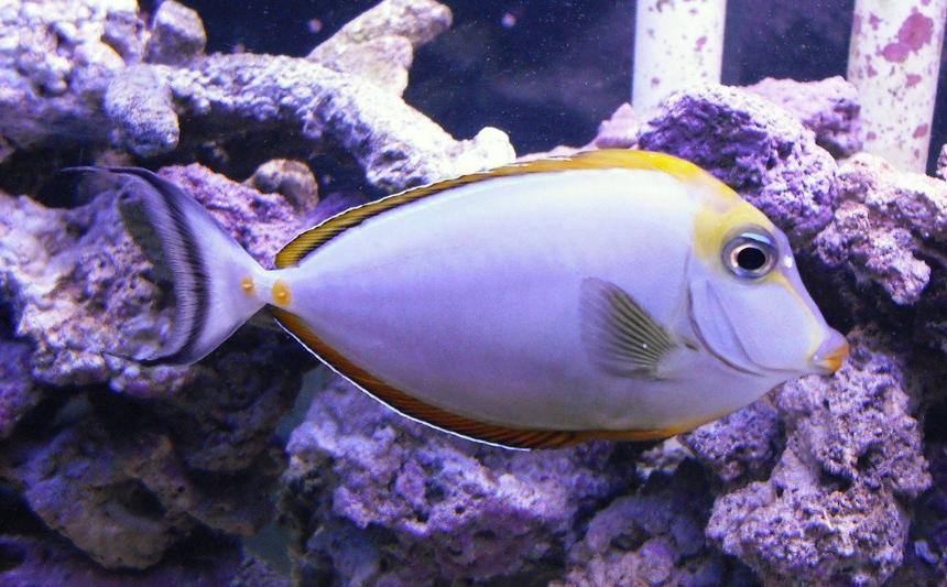Rated #28: Saltwater Fish - Naso Lituratus - Naso Tang Stocking In 120 Gallons Tank - Naso Tang