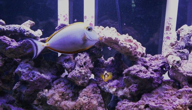 120 gallons saltwater fish tank (mostly fish, little/no live coral) - Fish are our friends not our food