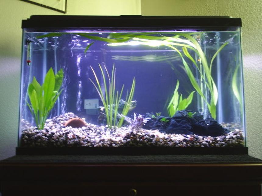 Rated #2117: 29 Gallons Planted Tank - my new 29 gallon
