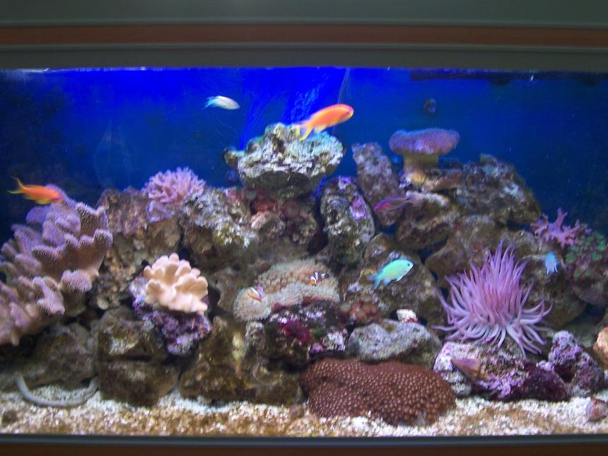 Rated #174: 52 Gallons Reef Tank - Aquarium at 5 months old