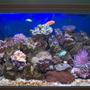52 gallons reef tank (mostly live coral and fish) - Aquarium at 5 months old