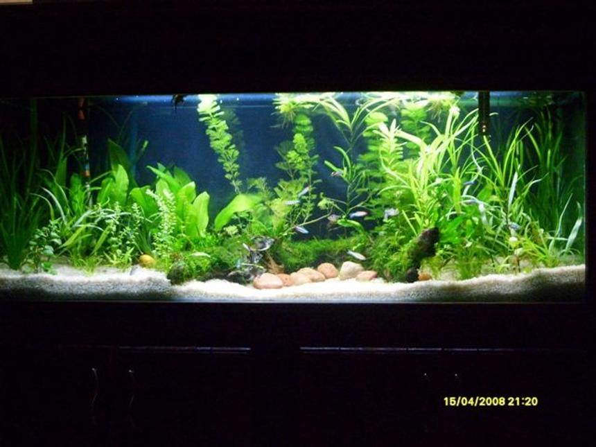 Rated #71: 100 Gallons Freshwater Fish Tank - My Tank
