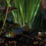 freshwater fish - papiliochromis ramirezi - german blue ram stocking in 75 gallons tank - ricky and lucy