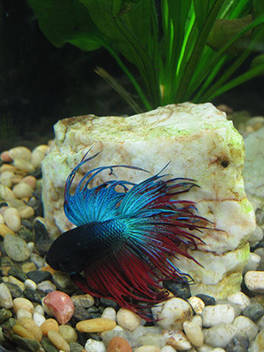 freshwater fish - betta splendens - crown tail betta stocking in 55 gallons tank - Piet, (named for painter Piet Mondrian) in front of one of his pieces of milky quartz
