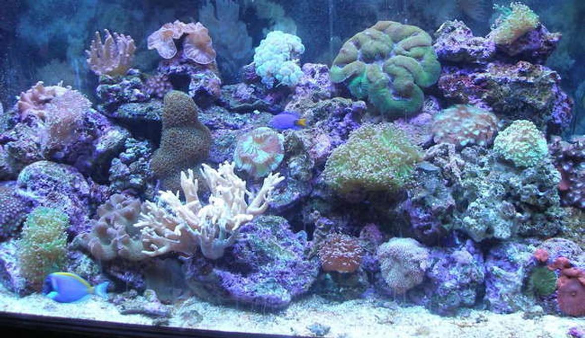 95 gallons reef tank (mostly live coral and fish) - On a bad day