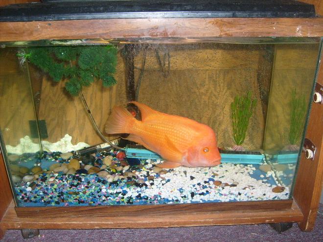 65 gallons freshwater fish tank (mostly fish and non-living decorations) - this is my red devil "butch" he is in a 35 gl tank with basic rock and a few plants. he is not one for a whole lot of decoration he tears things apart!