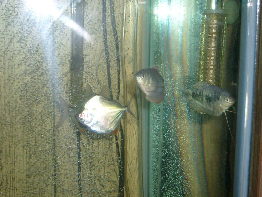 Rated #2311: Freshwater Fish - Metynnis Argenteus - Silver Dollar Stocking In 65 Gallons Tank - silver dollars and grommies