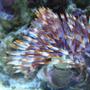corals inverts - sabellastarte sp. - feather duster stocking in 46 gallons tank - Purple and white feather duster.