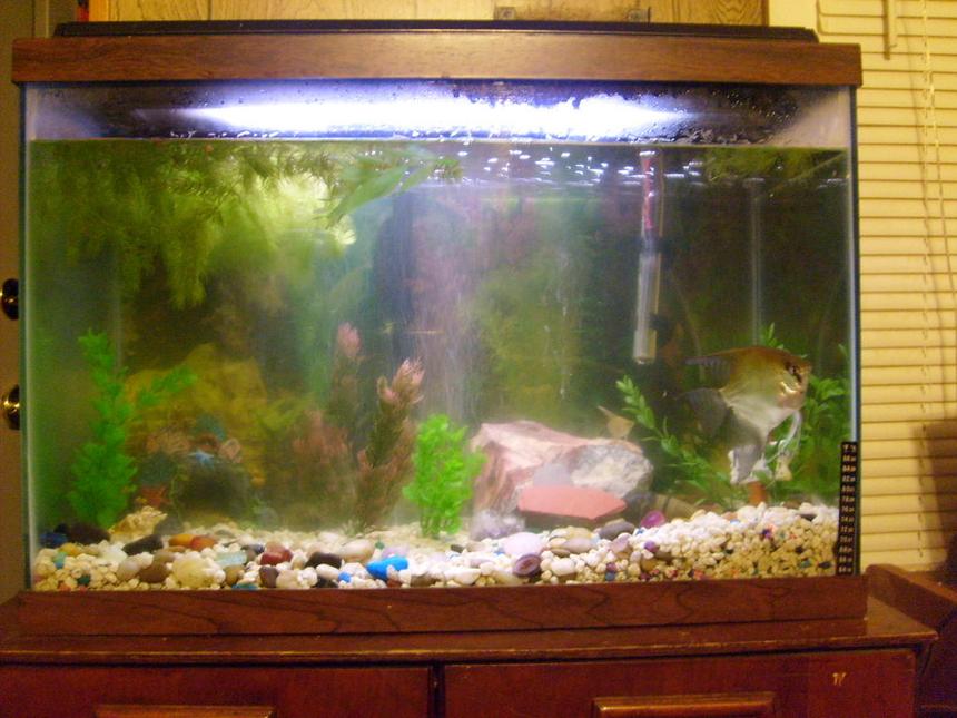 Rated #4226: 65 Gallons Freshwater Fish Tank - this is my 30gl Angle Fish tank. filtered with Wisper and decorated with basic rock and a mixtrue of live and atifical plants