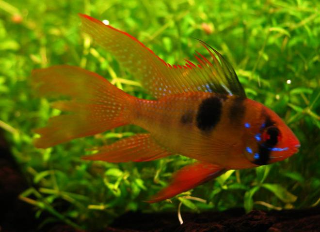 freshwater fish - papiliochromis ramirezi - german blue ram stocking in 240 gallons tank - Microgeophagus ramirezi