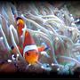 saltwater fish - amphiprion ocellaris - ocellaris clownfish stocking in 125 gallons tank - Ocellaris