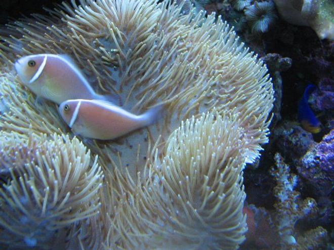 saltwater fish - amphiprion perideraion - pink skunk clownfish stocking in 125 gallons tank - Pink skunk clownfish