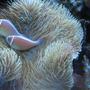 saltwater fish - amphiprion perideraion - pink skunk clownfish stocking in 125 gallons tank - Pink skunk clownfish