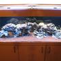 fish tank picture - live rock cured . attempt in acua scape harder than imagined