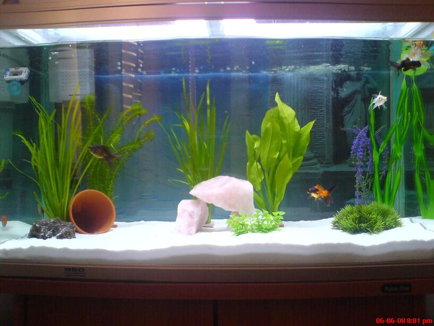 Rated #2691: 32 Gallons Freshwater Fish Tank - up 2 date pic of my tank