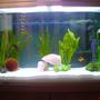 32 gallons freshwater fish tank (mostly fish and non-living decorations) - up 2 date pic of my tank