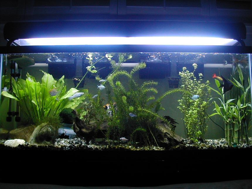 Rated #1487: 55 Gallons Freshwater Fish Tank - Nice plant set-up (1 of many) I had goin in my tank. I took this picture shortly before "El Patron" aka "The Boss" died from internal infections (bloat) -- You can see he's the big angelfish kinda hiding in the back. RIP