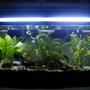 55 gallons freshwater fish tank (mostly fish and non-living decorations) - Nice plant set-up (1 of many) I had goin in my tank. I took this picture shortly before "El Patron" aka "The Boss" died from internal infections (bloat) -- You can see he's the big angelfish kinda hiding in the back. RIP