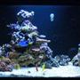 180 gallons reef tank (mostly live coral and fish) - 180g In-wall system