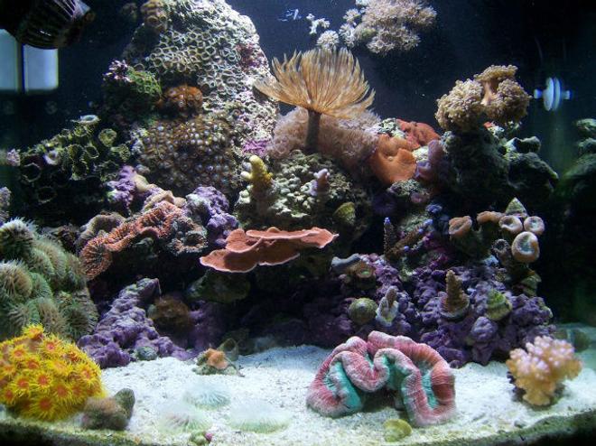 24 gallons reef tank (mostly live coral and fish) - 24g Nano