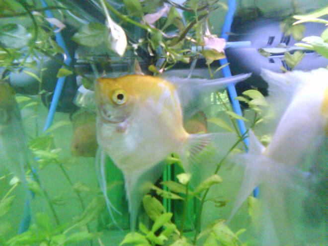 freshwater fish - pterophyllum sp. - gold veil angel stocking in 52 gallons tank - Angel fish