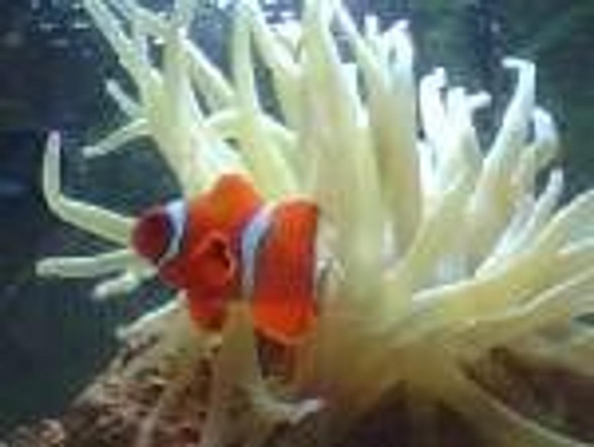 saltwater fish - amphiprion clarkii - clarkii clownfish stocking in 56 gallons tank - MY NEMO