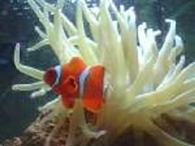 saltwater fish - amphiprion clarkii - clarkii clownfish stocking in 56 gallons tank - MY NEMO