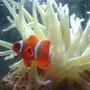 saltwater fish - amphiprion clarkii - clarkii clownfish stocking in 56 gallons tank - MY NEMO