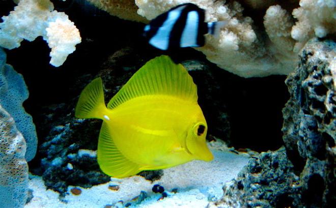 saltwater fish - zebrasoma flavescens - yellow tang - hawaii stocking in 55 gallons tank - YELLOW TANG
