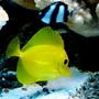 saltwater fish - zebrasoma flavescens - yellow tang - hawaii stocking in 55 gallons tank - YELLOW TANG