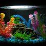 6 gallons freshwater fish tank (mostly fish and non-living decorations) - 6 gallon