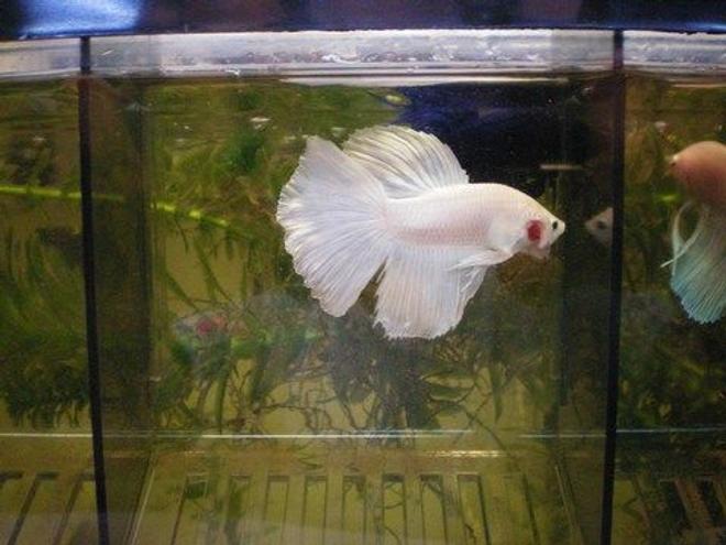 freshwater fish - betta splendens stocking in 75 gallons tank - White platinum delta. . . GORGEOUS male!
