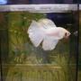 freshwater fish - betta splendens stocking in 75 gallons tank - White platinum delta. . . GORGEOUS male!