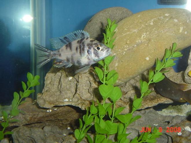 freshwater fish - aulonocara nyassae var. - peacock cichlid, orange blossom stocking in 75 gallons tank - OB Peacock