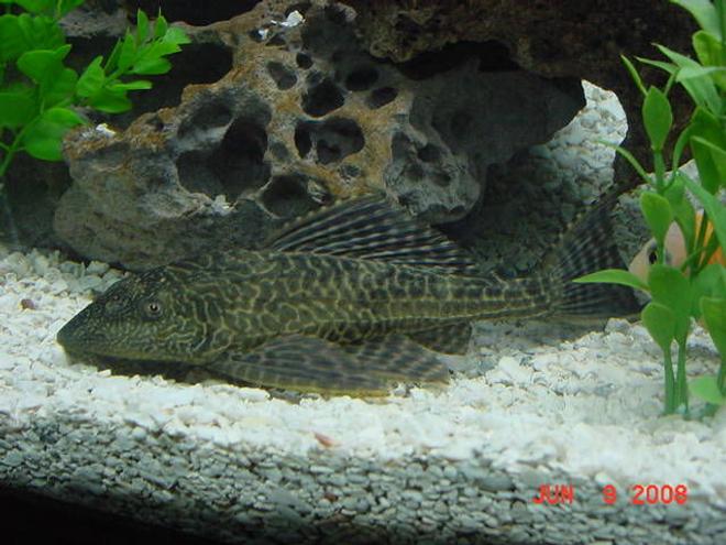 freshwater fish - hypostomus punctatus - trinidad pleco stocking in 75 gallons tank - Pleco Chilling on the Bottom