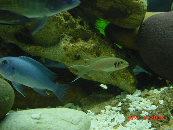 freshwater fish - neolamprologus brichardi - brichardi cichlid stocking in 75 gallons tank - Cobalt Blue and Brichardi