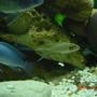 freshwater fish - neolamprologus brichardi - brichardi cichlid stocking in 75 gallons tank - Cobalt Blue and Brichardi