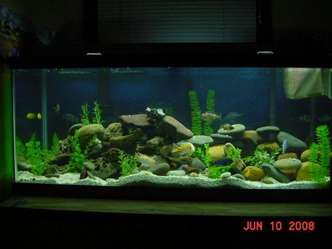 75 gallons freshwater fish tank (mostly fish and non-living decorations) - 75 Gallon African Tank - Plastic Plants - Lace and River Rock - Who Needs TV When You Have One of These - Talk About a Big Screen!!!